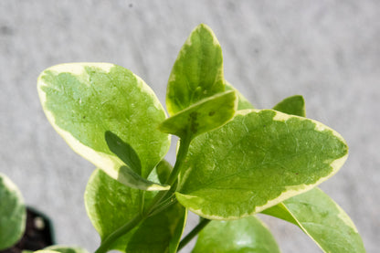 Vinca