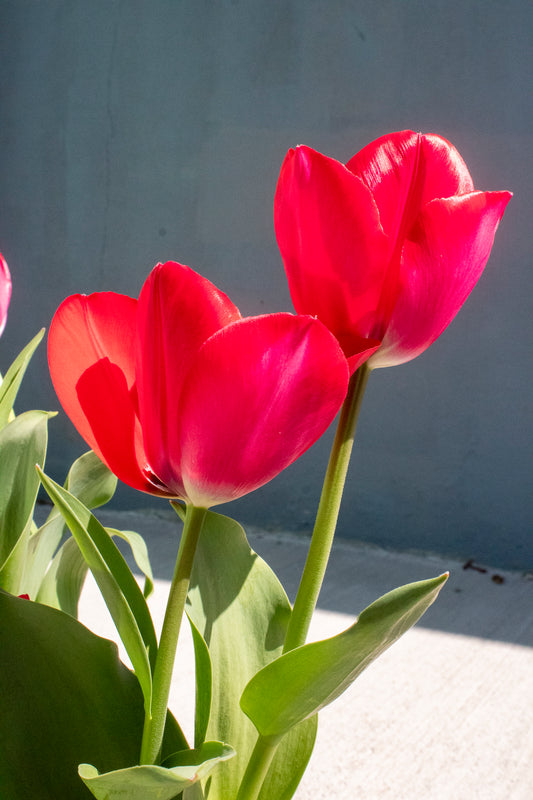Tulip