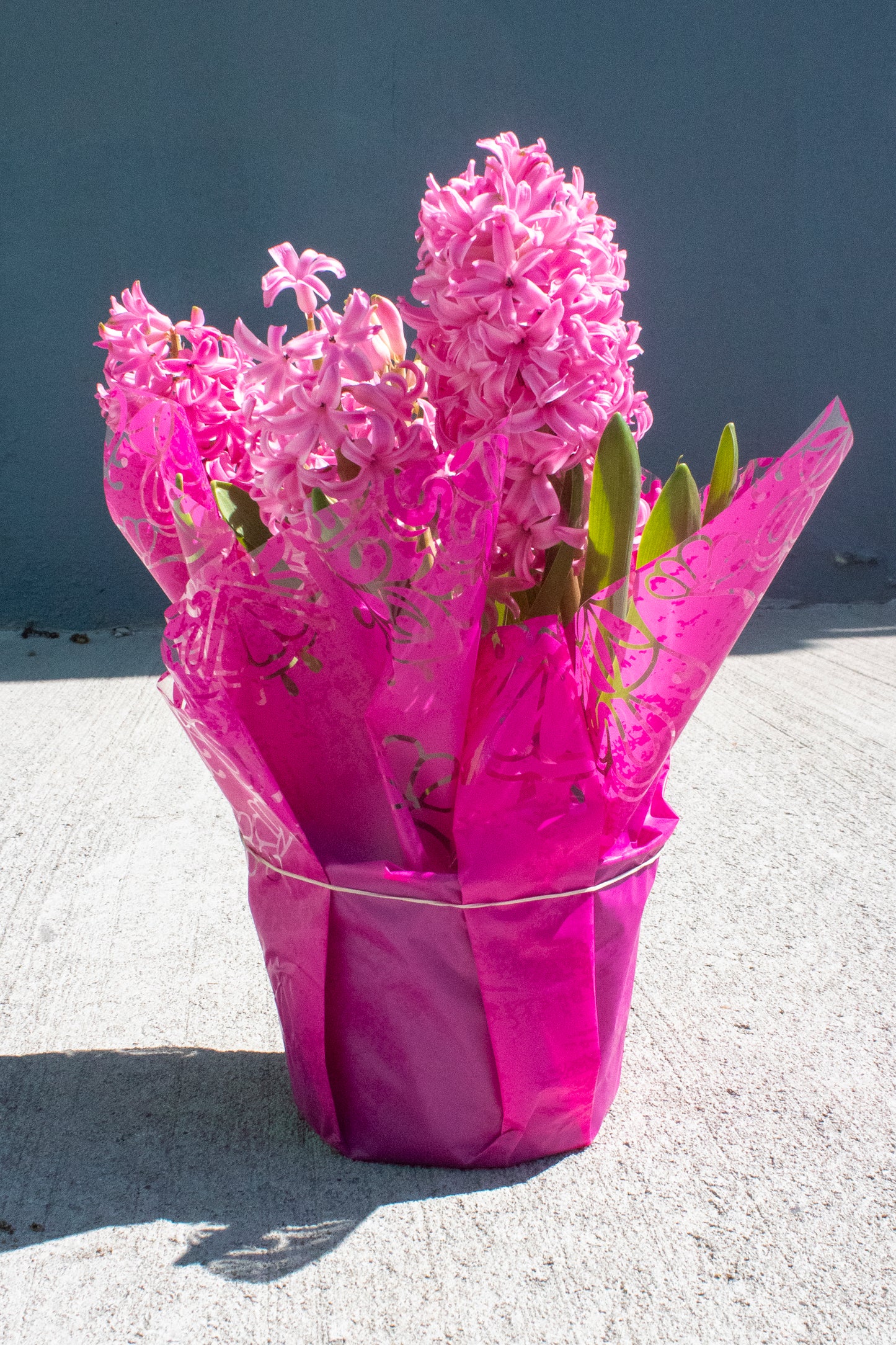 Hyacinth
