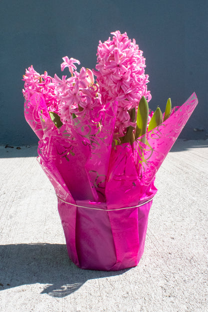 Hyacinth
