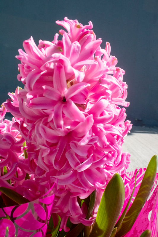 Hyacinth