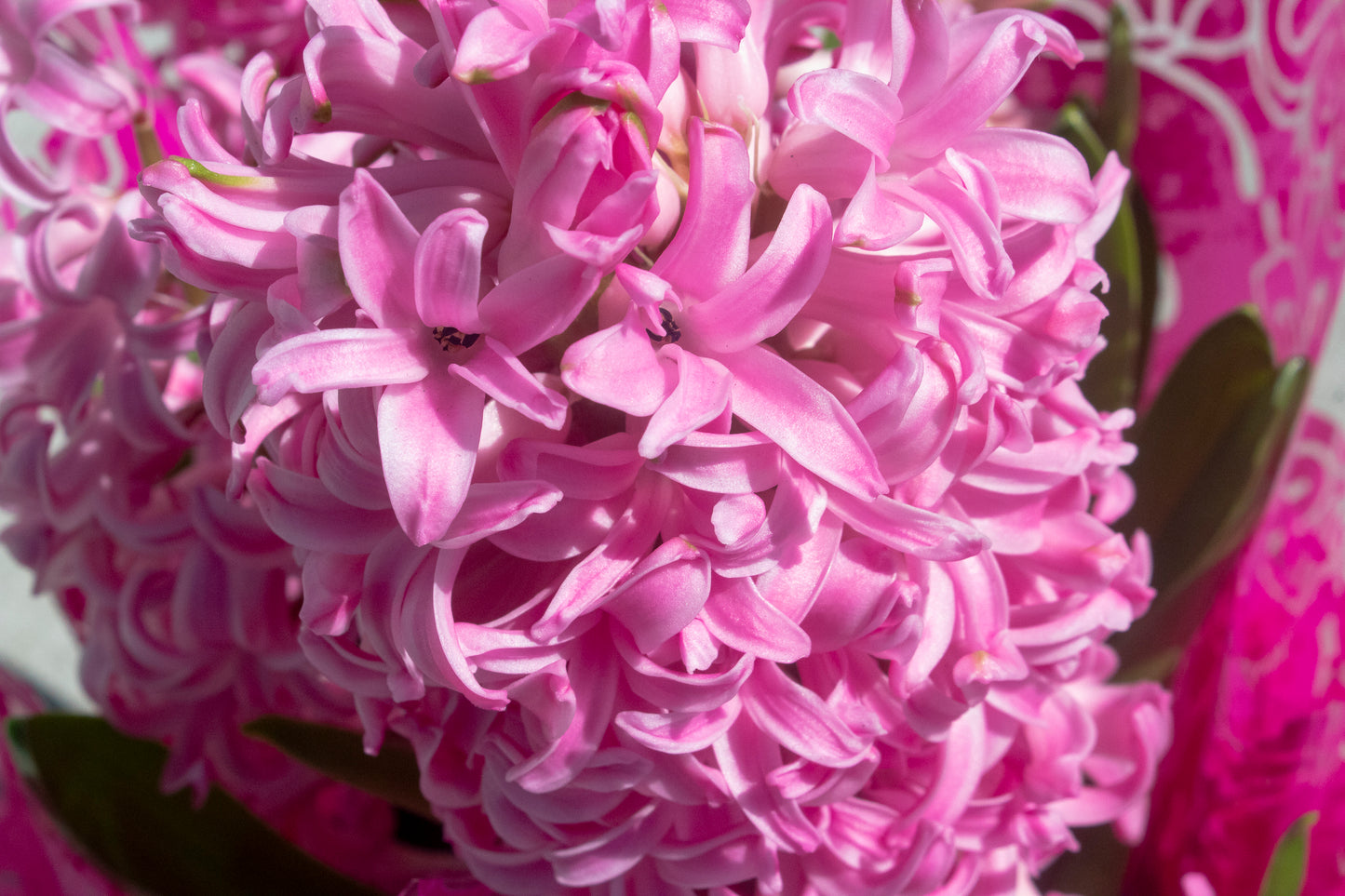 Hyacinth
