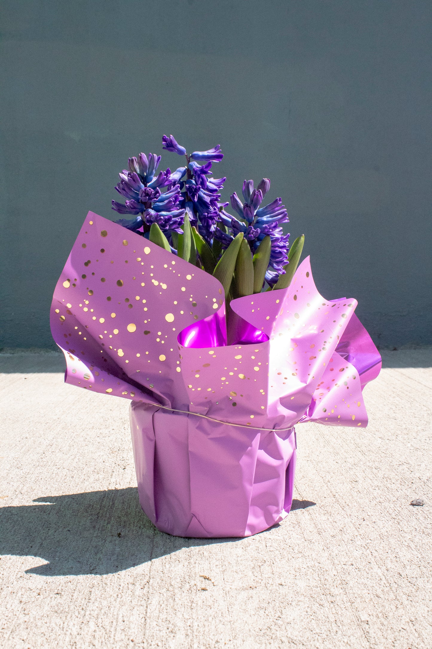 Hyacinth