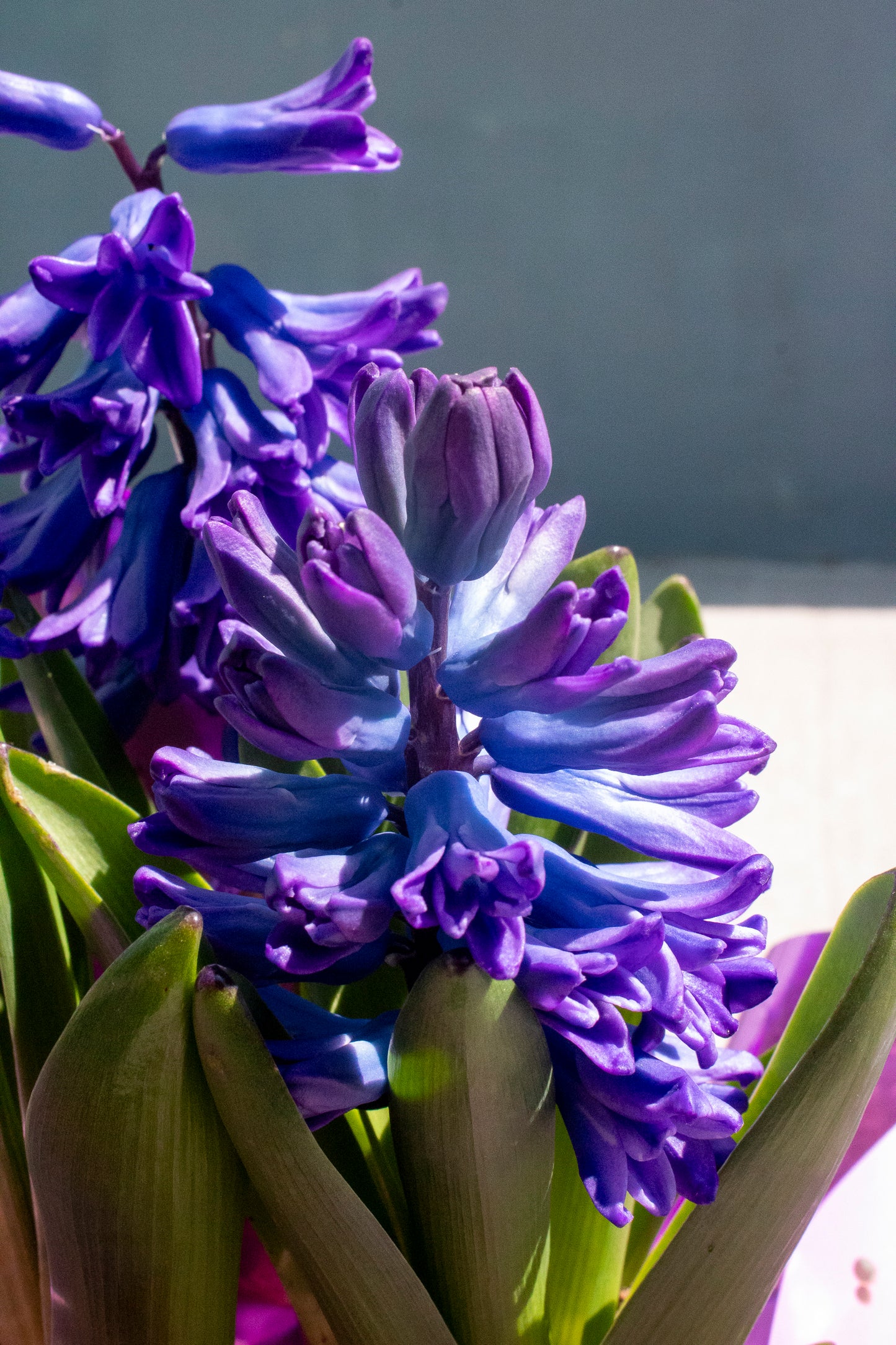 Hyacinth
