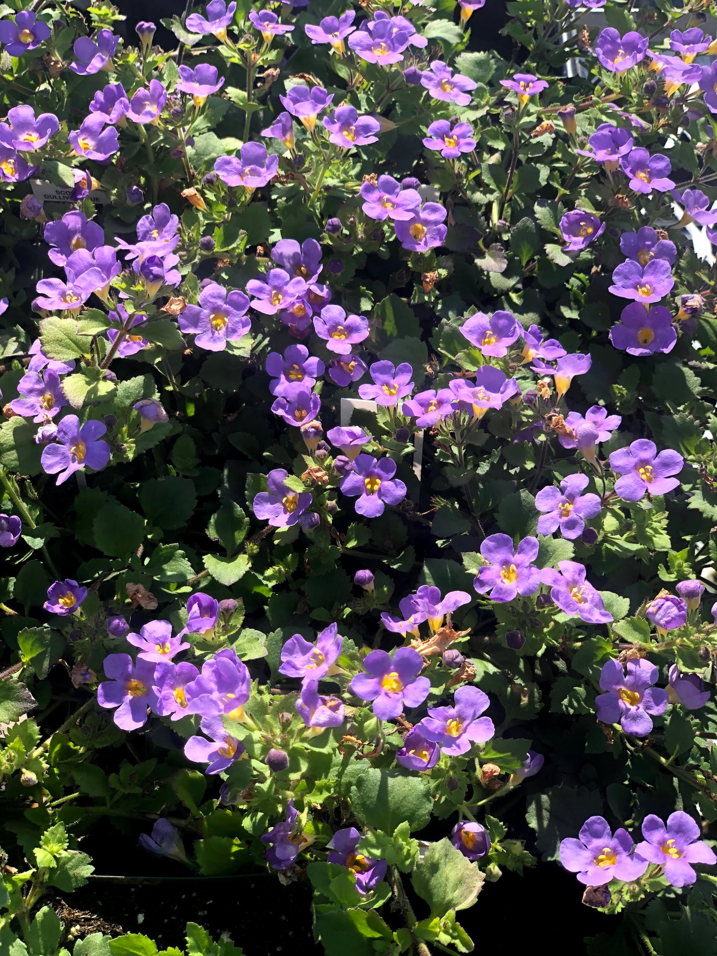 Bacopa