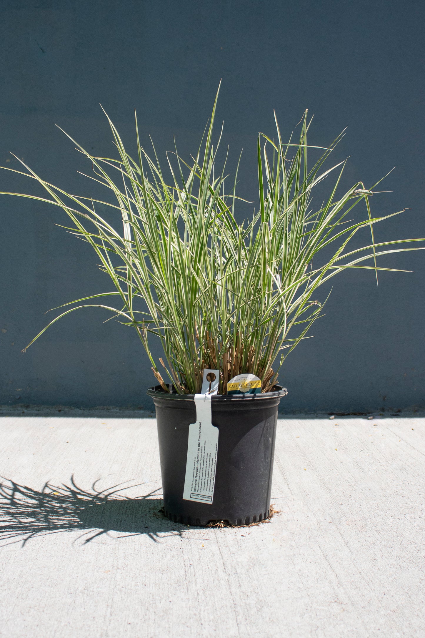 Variegated Japanese Silver Grass