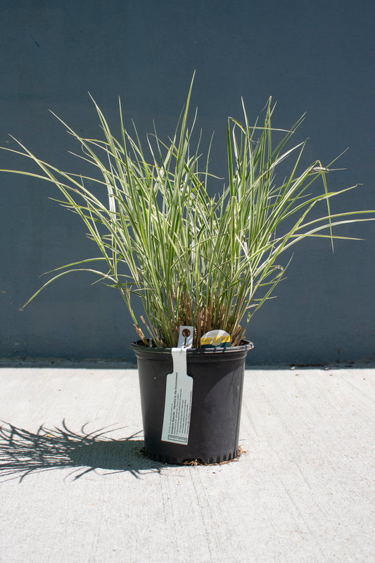 Variegated Japanese Silver Grass