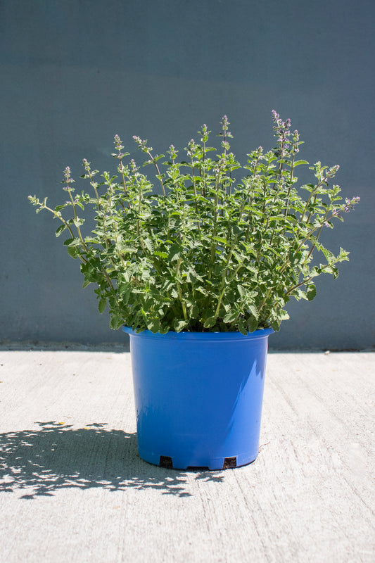 Nepeta - Walker's Low