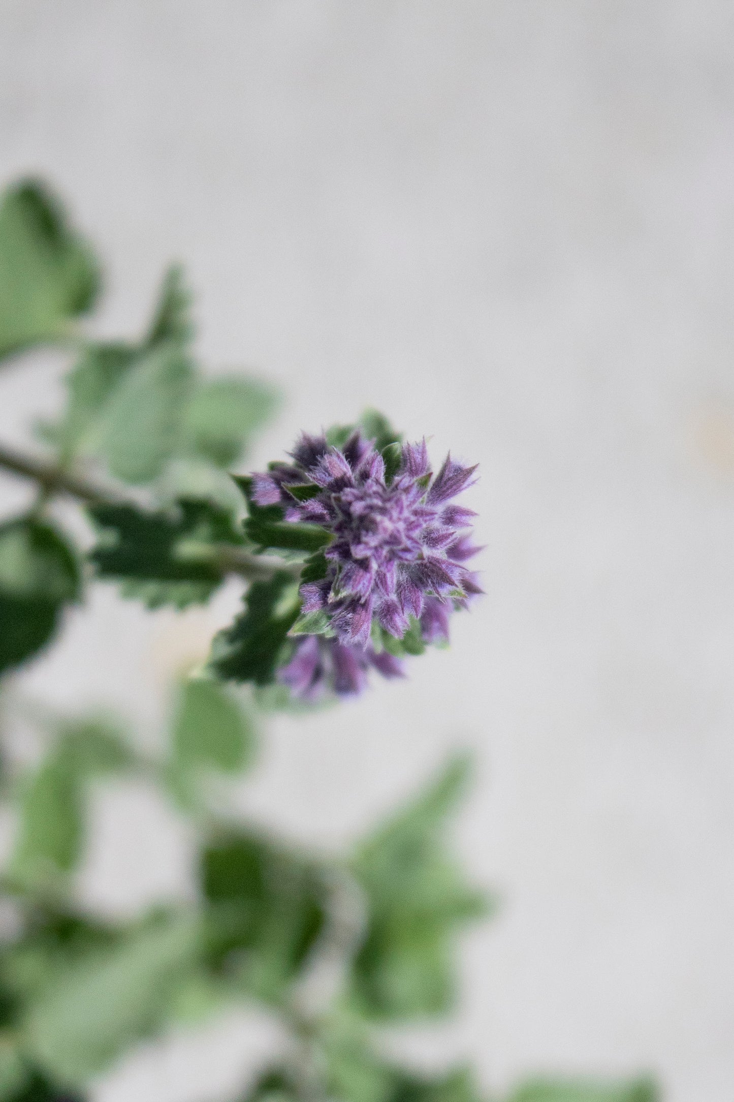 Nepeta - Walker's Low
