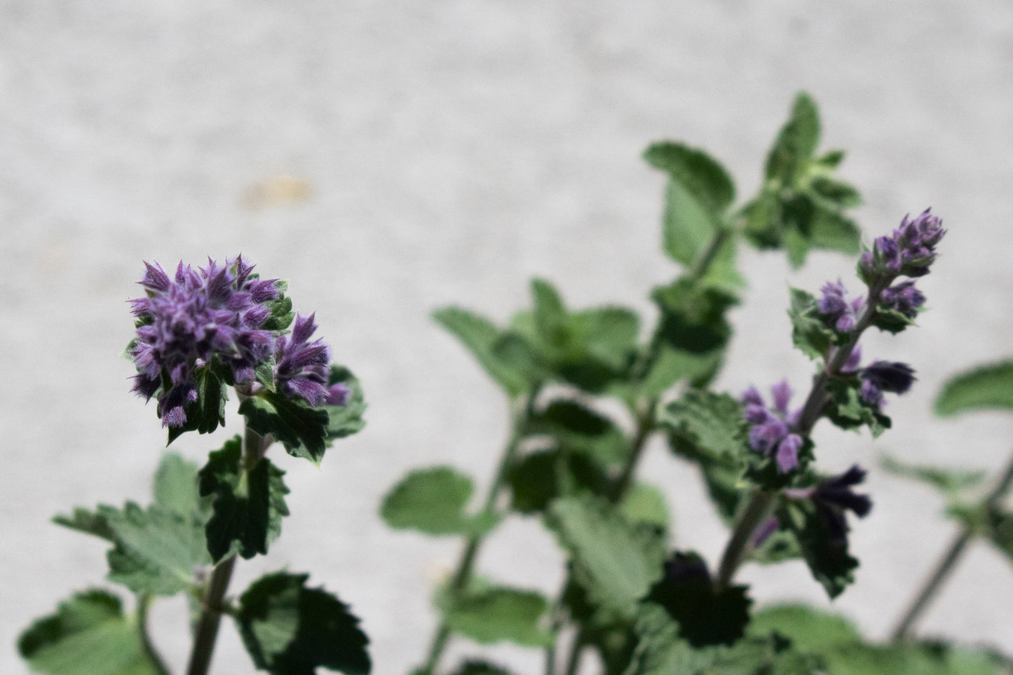 Nepeta - Walker's Low