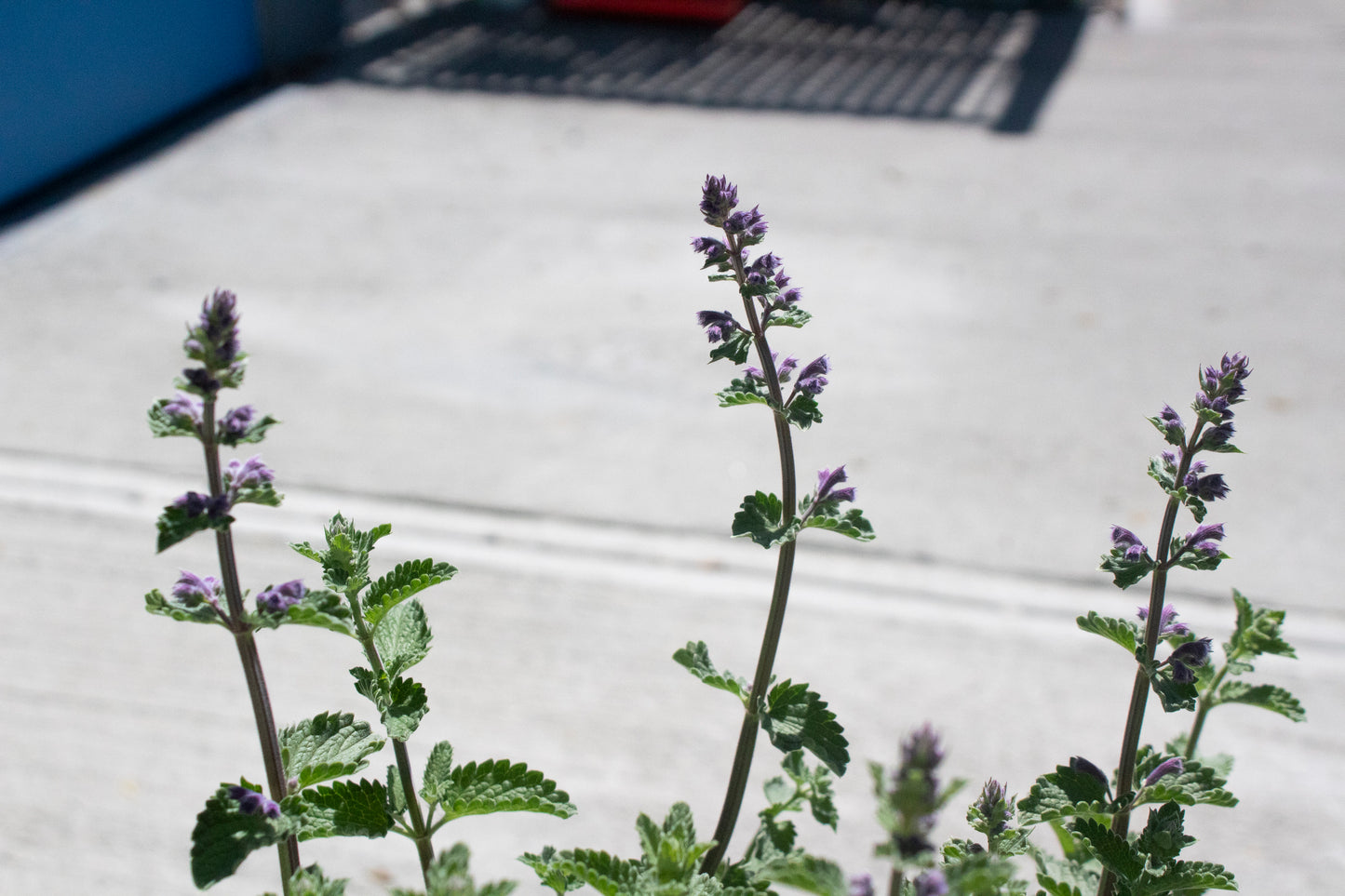 Nepeta - Walker's Low