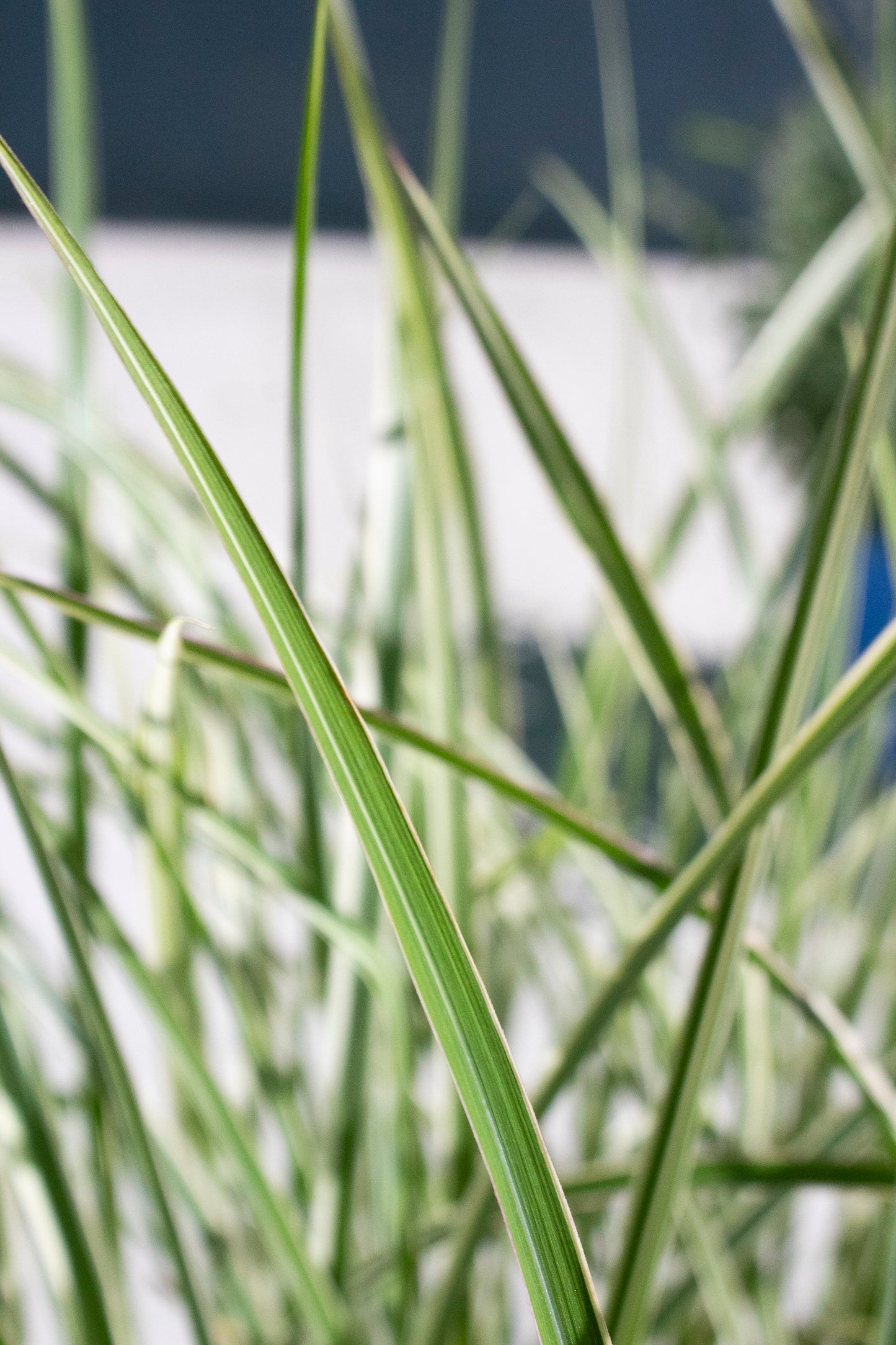 Variegated Japanese Silver Grass