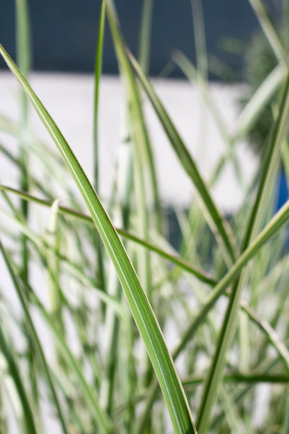 Variegated Japanese Silver Grass