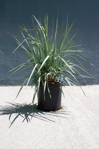 Blue Dune Lyme Grass