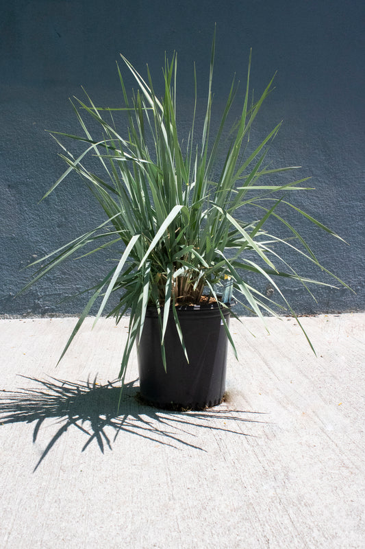 Blue Dune Lyme Grass