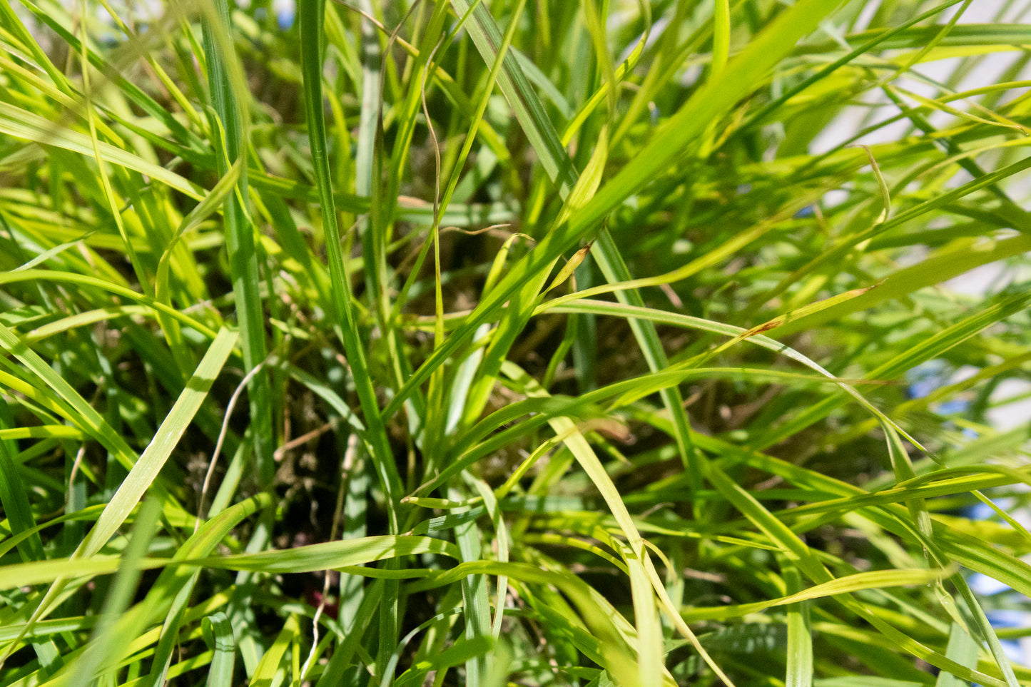 Dwarf Hameln