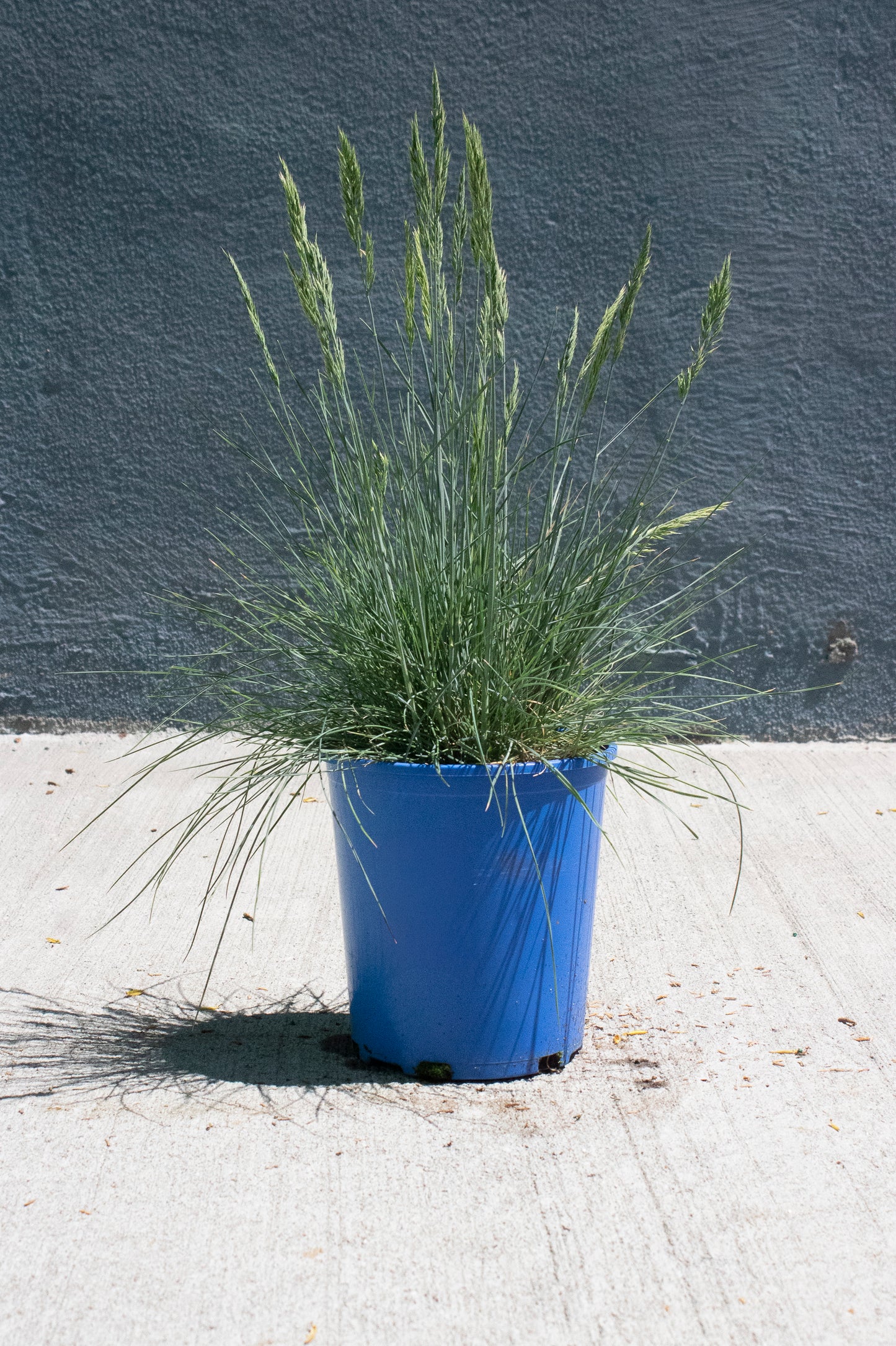 Beyond Blue Fescue Grass