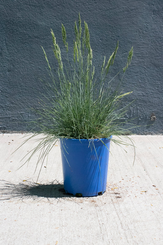 Beyond Blue Fescue Grass