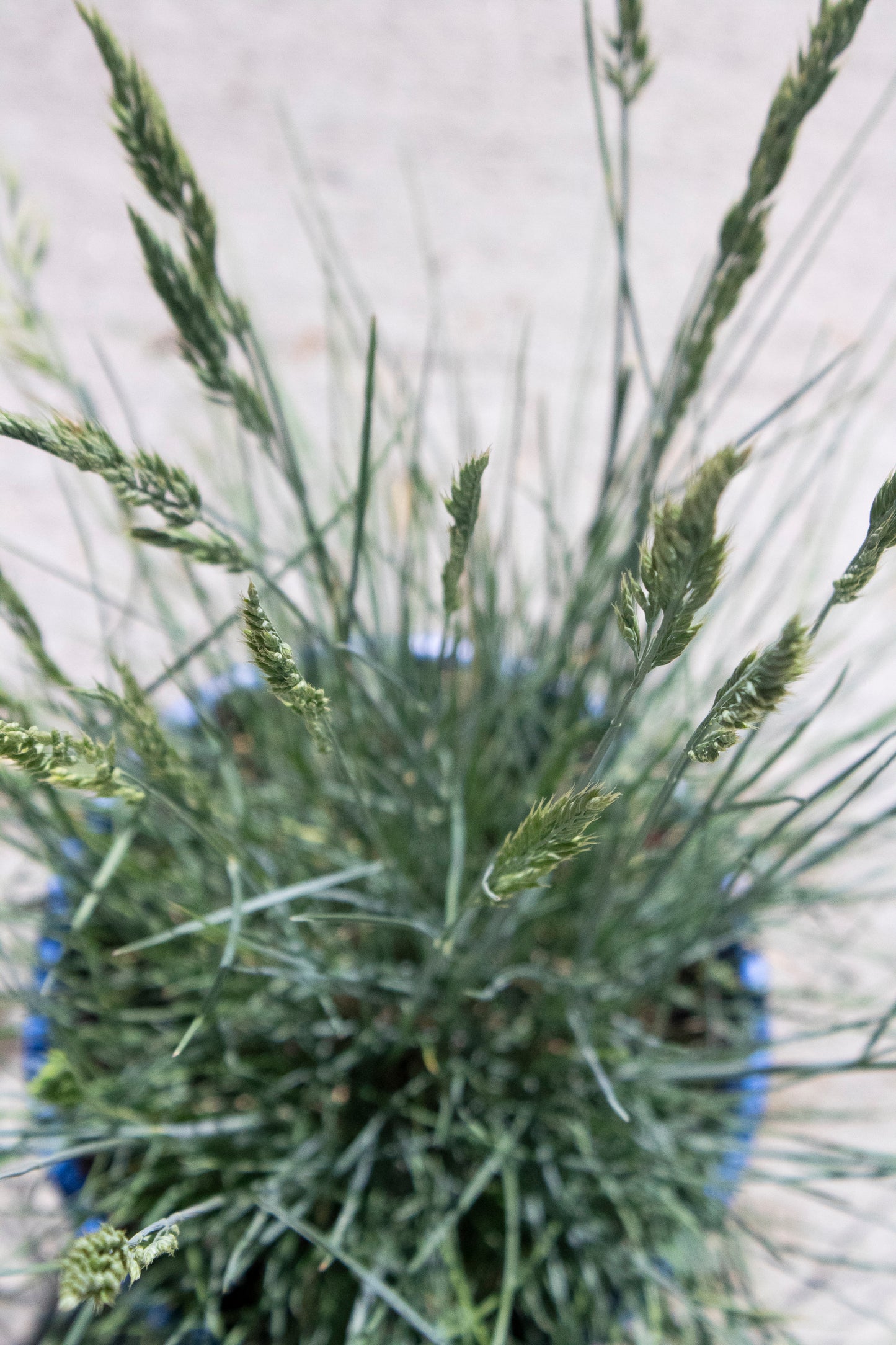 Beyond Blue Fescue Grass