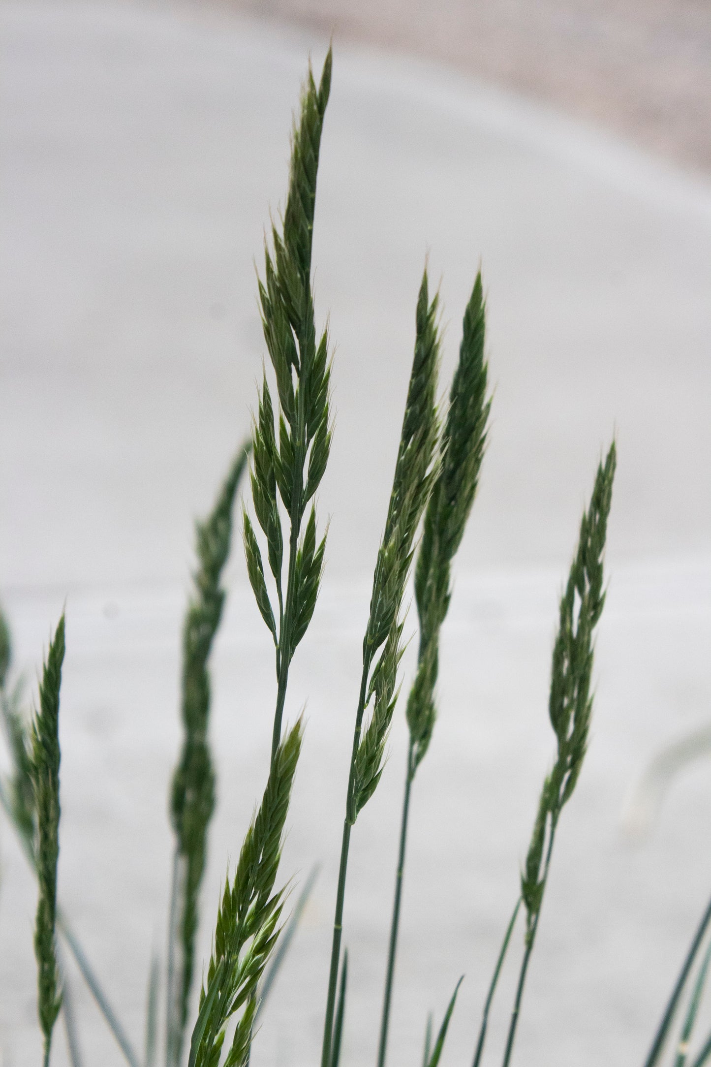 Beyond Blue Fescue Grass