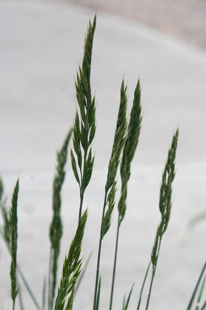 Beyond Blue Fescue Grass