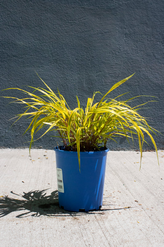 Variegated Japanese Forest Grass