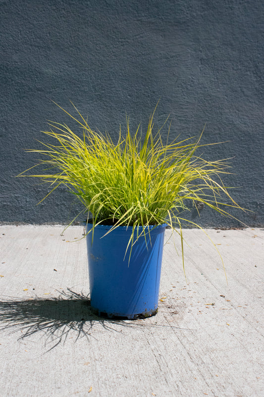 Little Bluestem