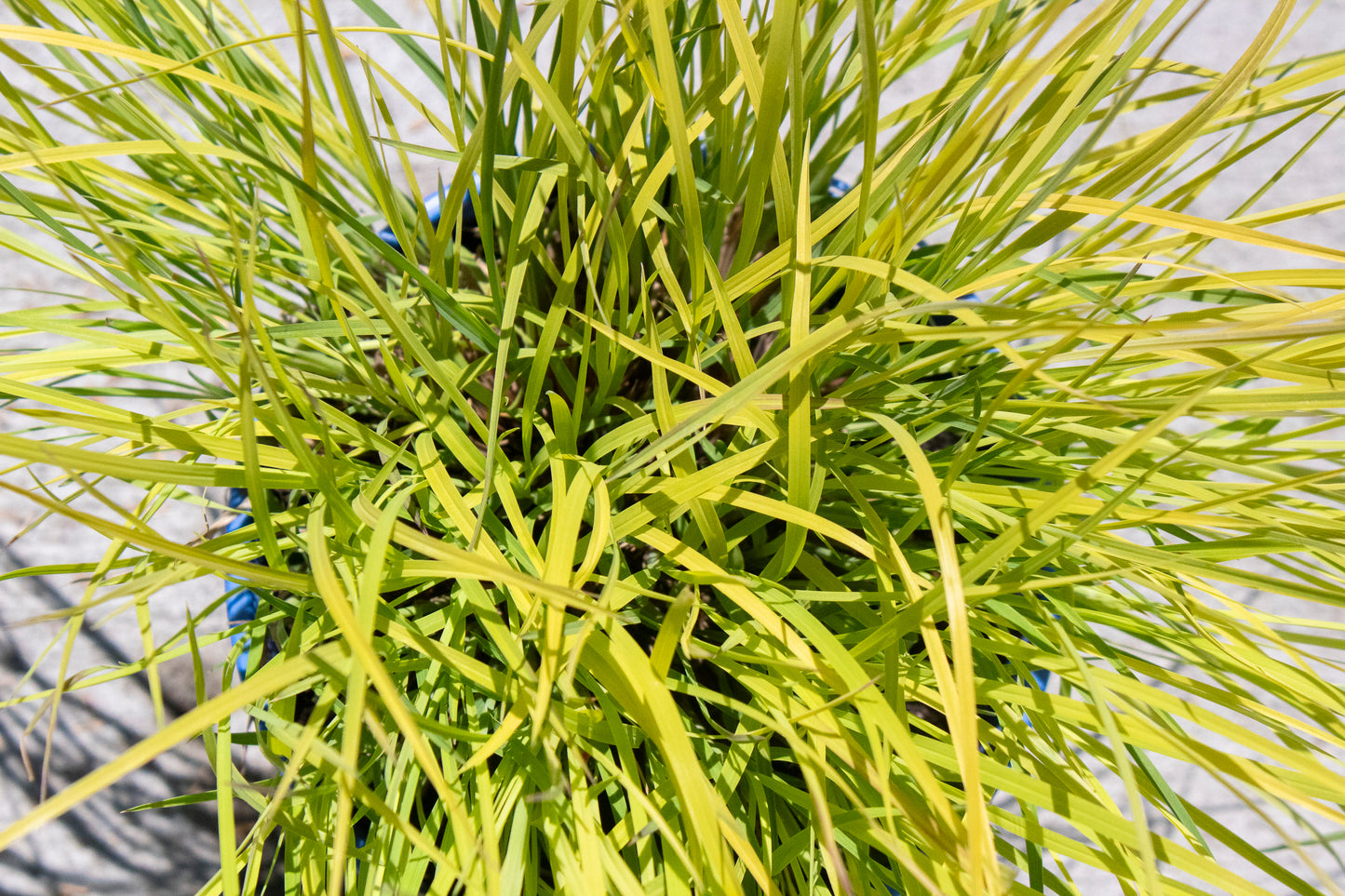 Little Bluestem
