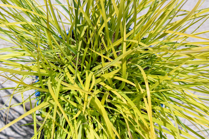 Little Bluestem