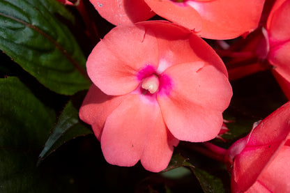 New Guinea Impatiens