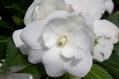 New Guinea Impatiens