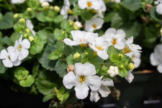 Bacopa