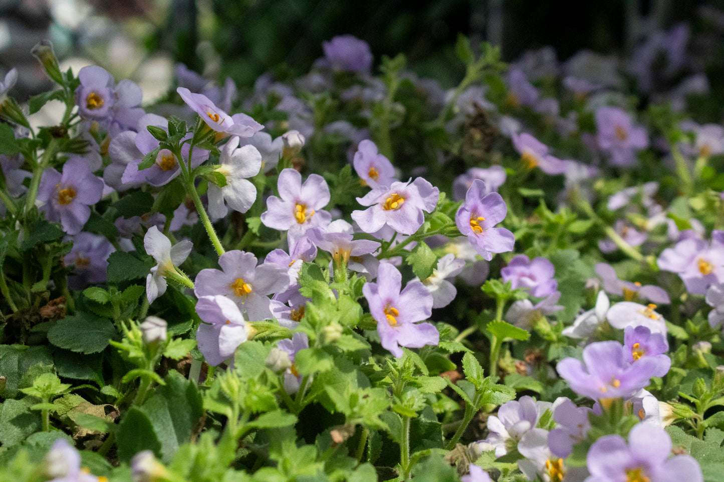 Bacopa