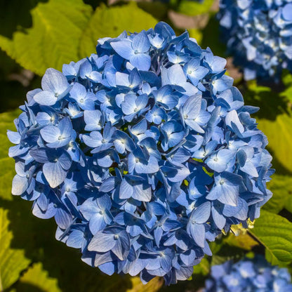 Hydrangea - Endless Summer