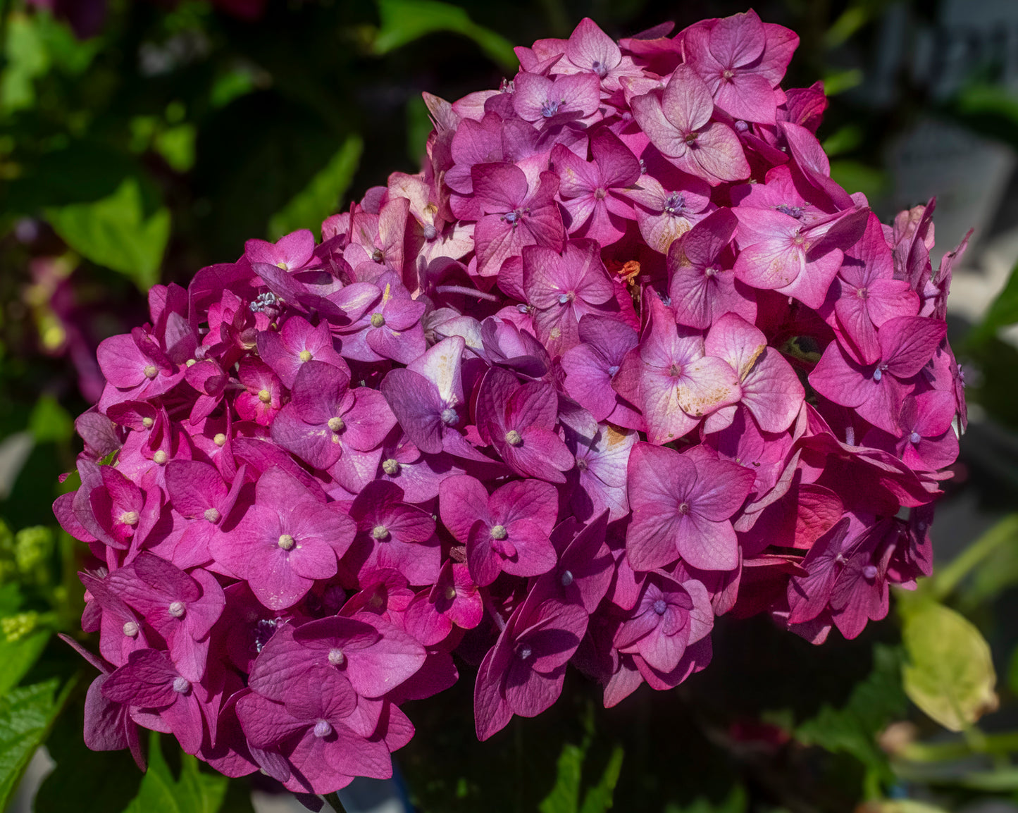 Hydrangea - Endless Summer