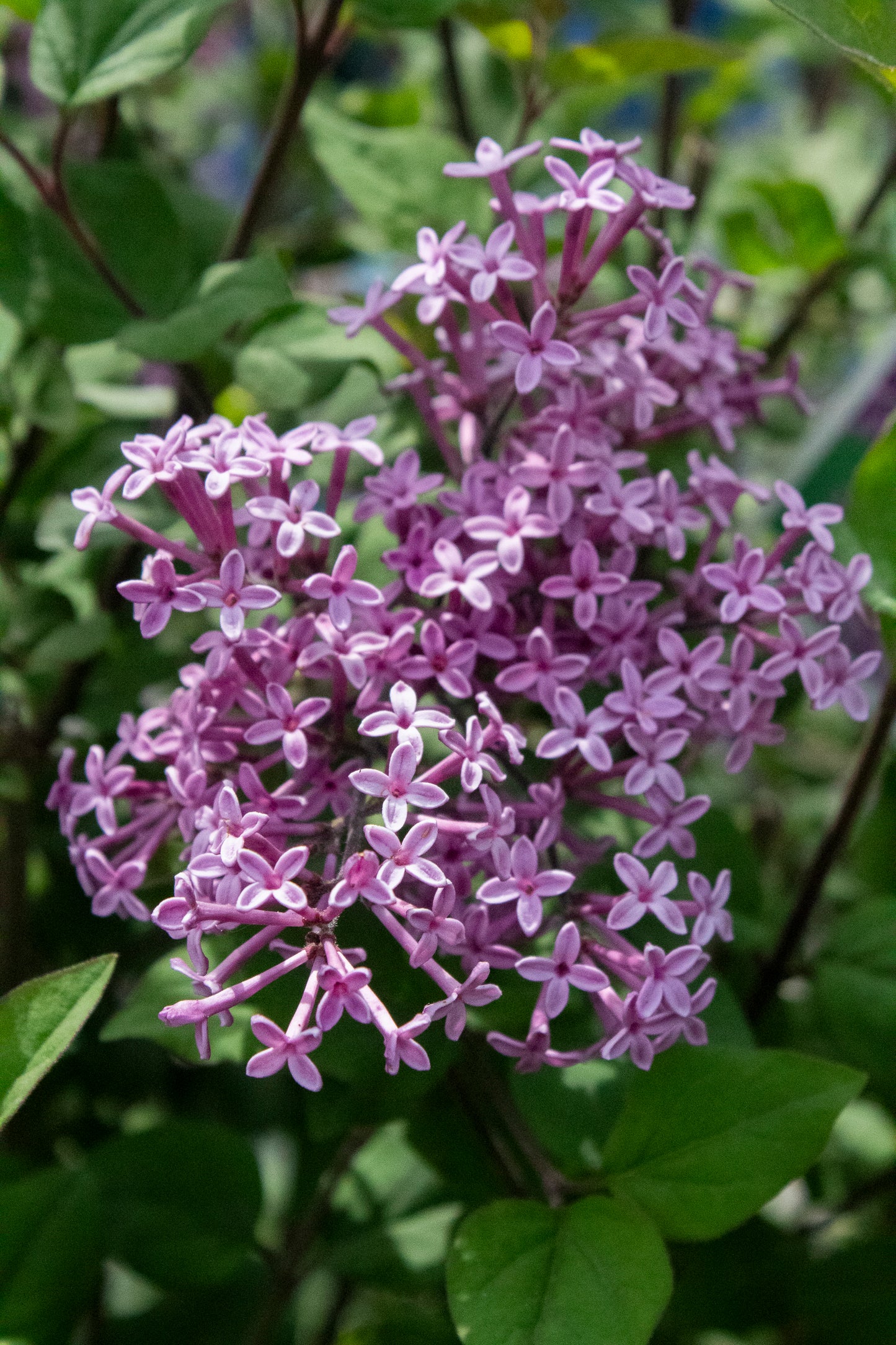 Lilac