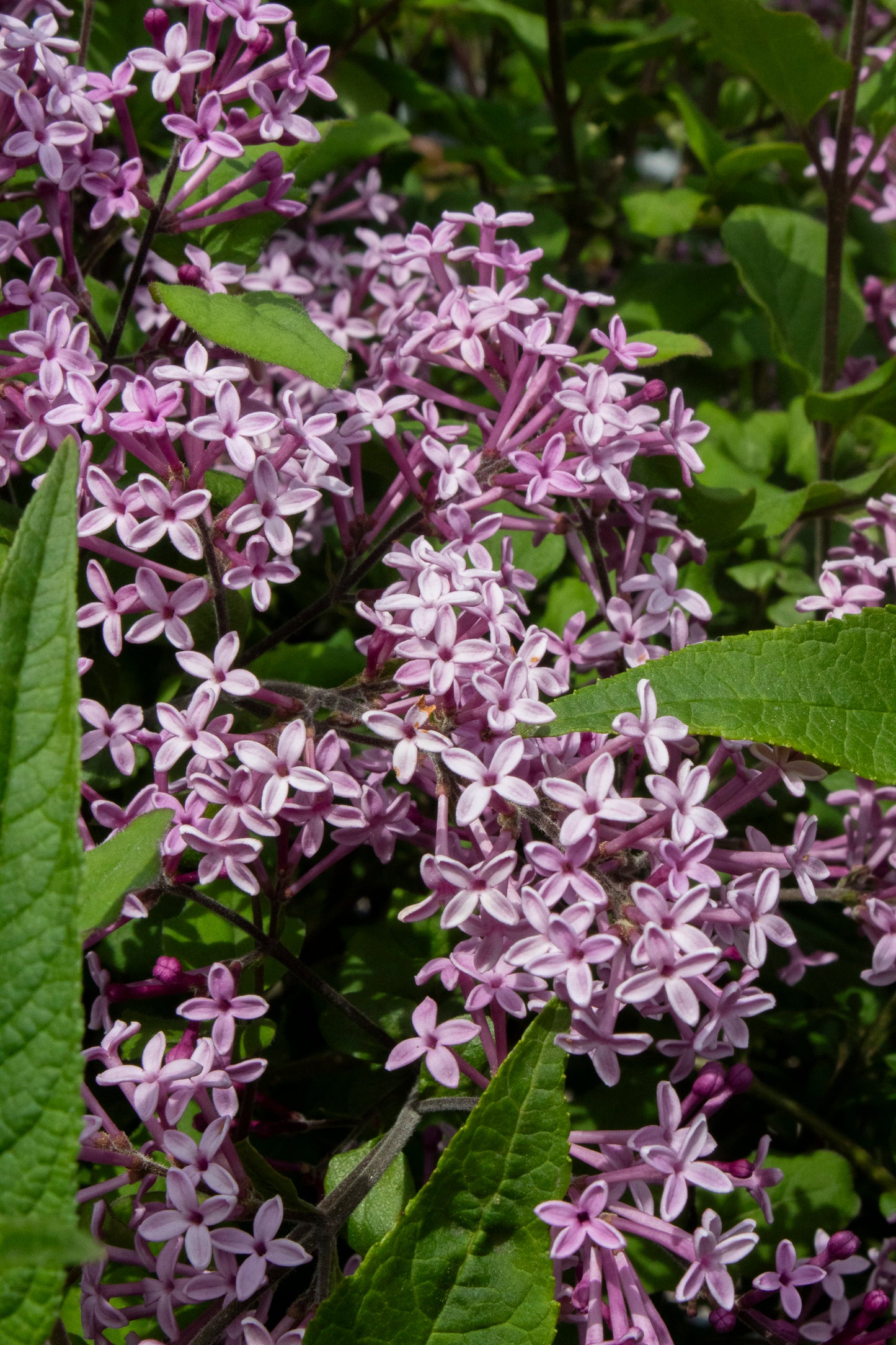 Lilac