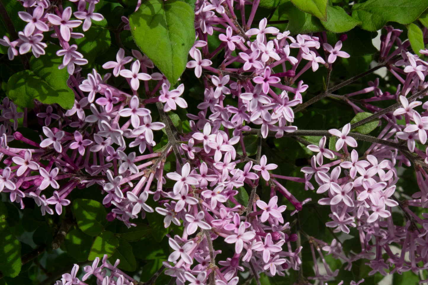 Lilac
