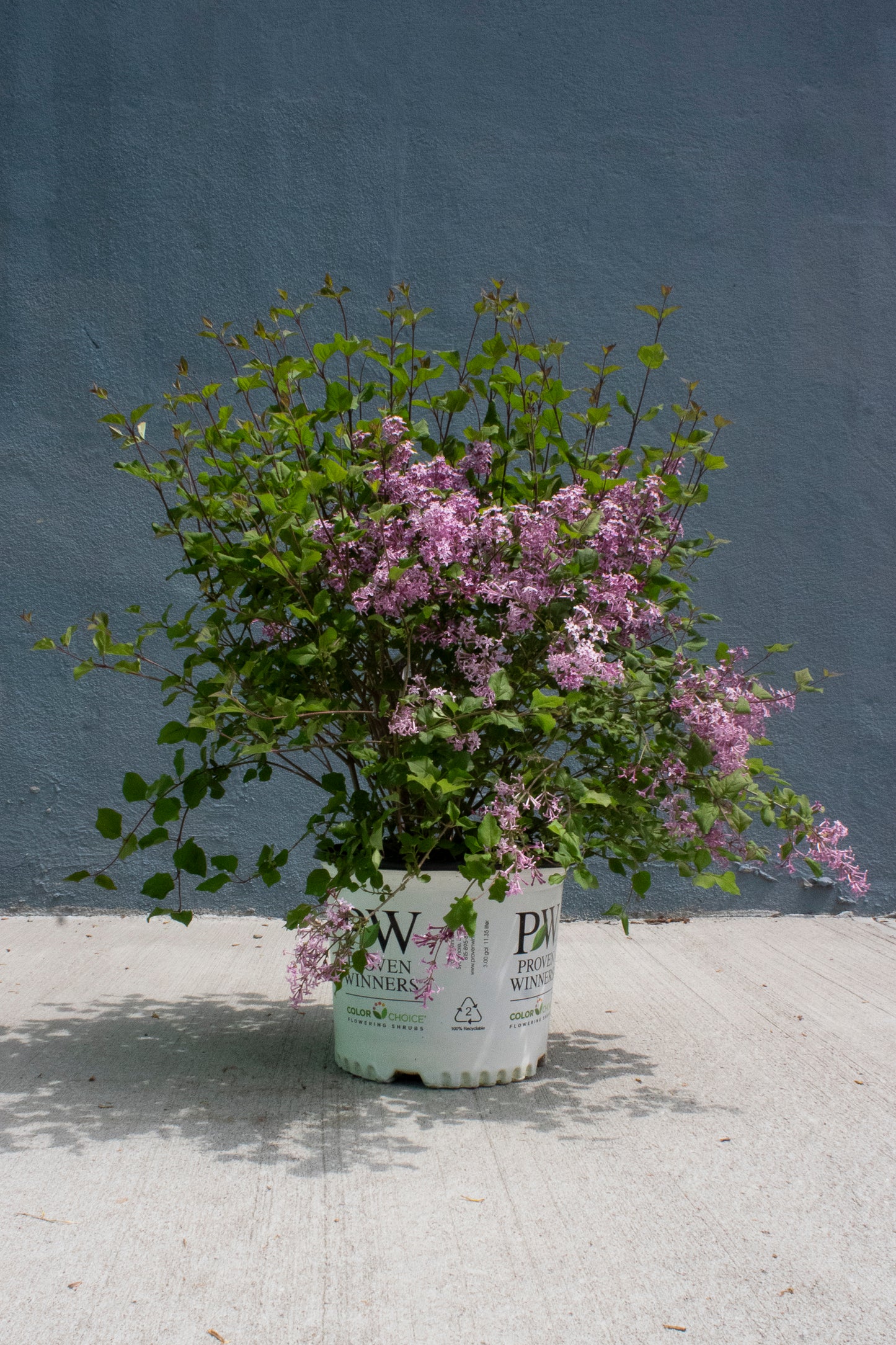Lilac