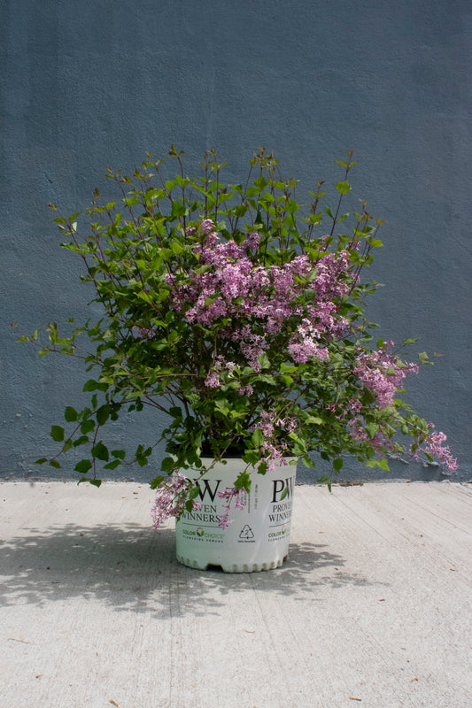 Lilac