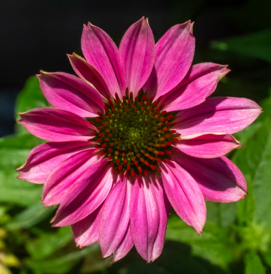 Echinacea