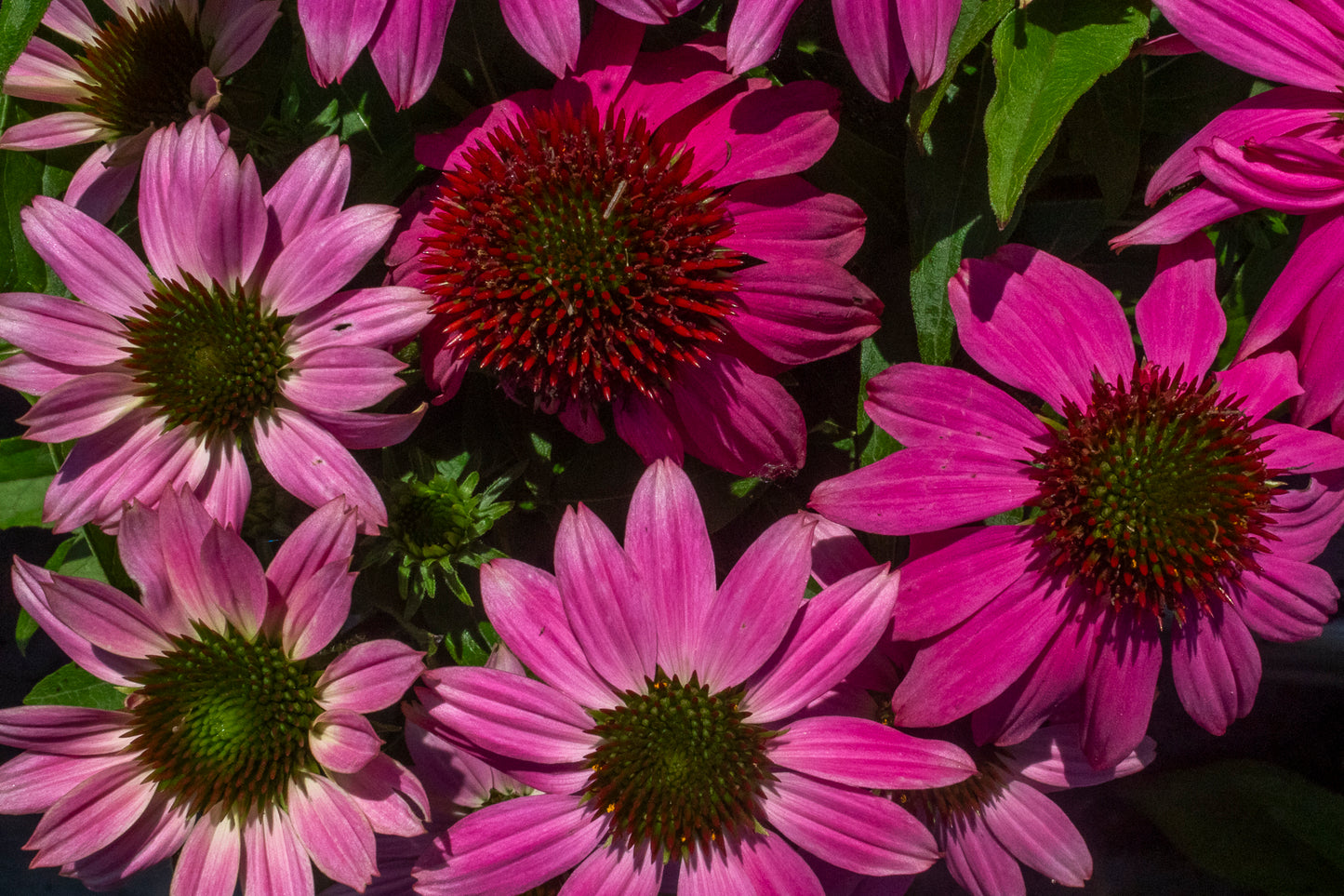 Echinacea