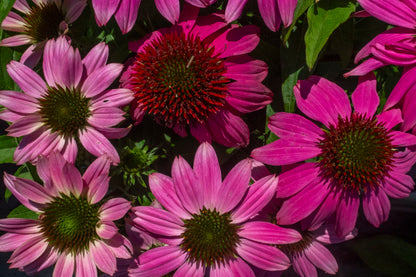 Echinacea