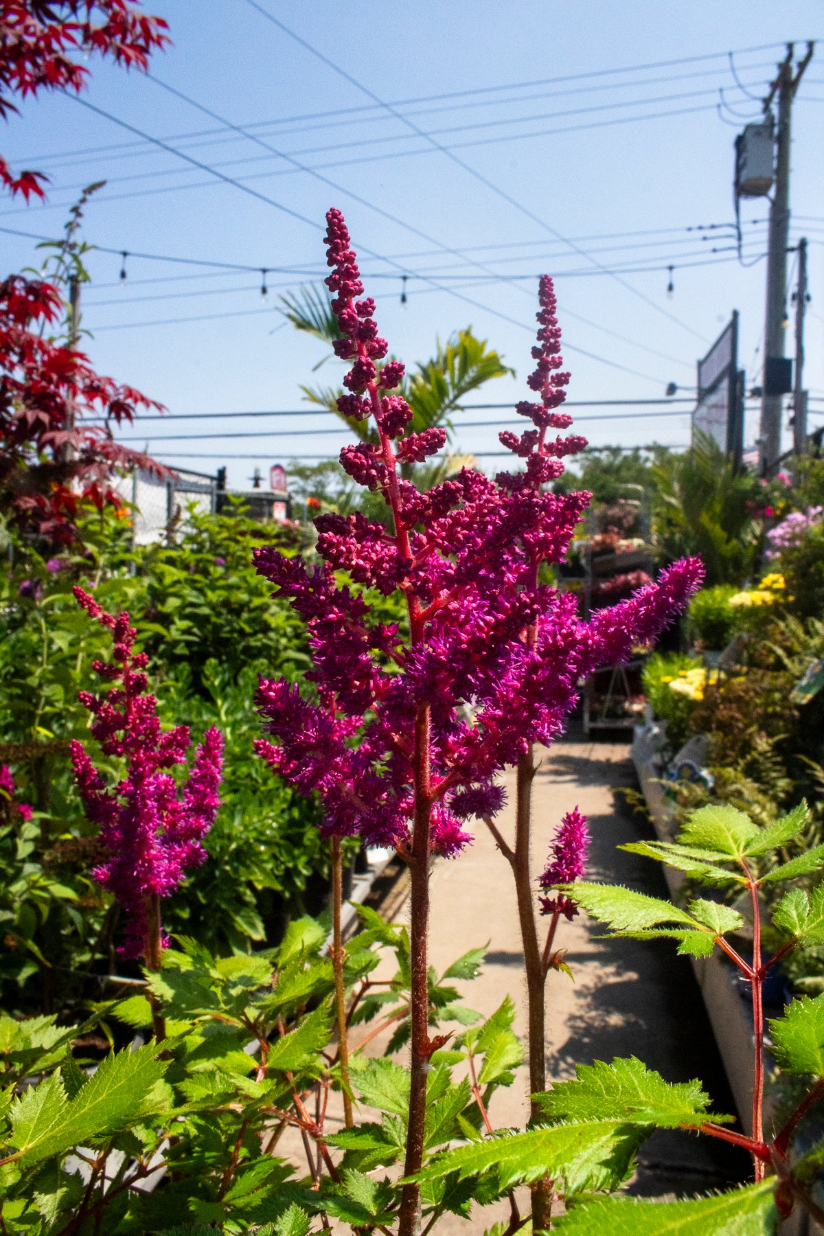 Astilbe Chinensis