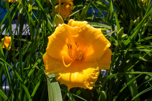 Daylily