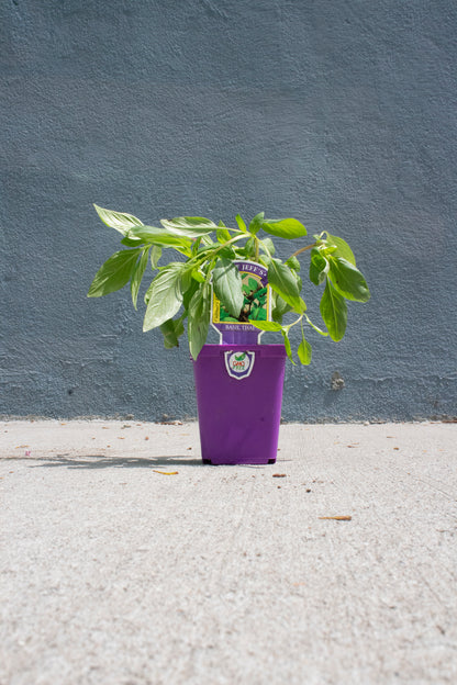Thai Basil