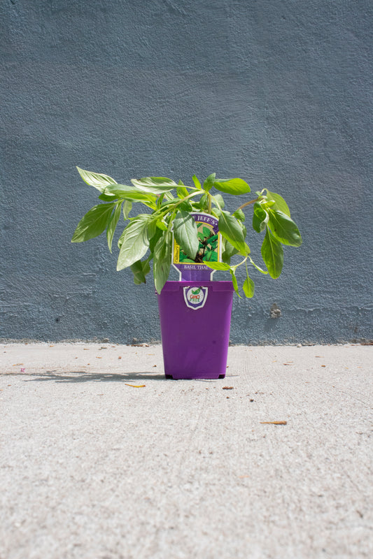 Thai Basil