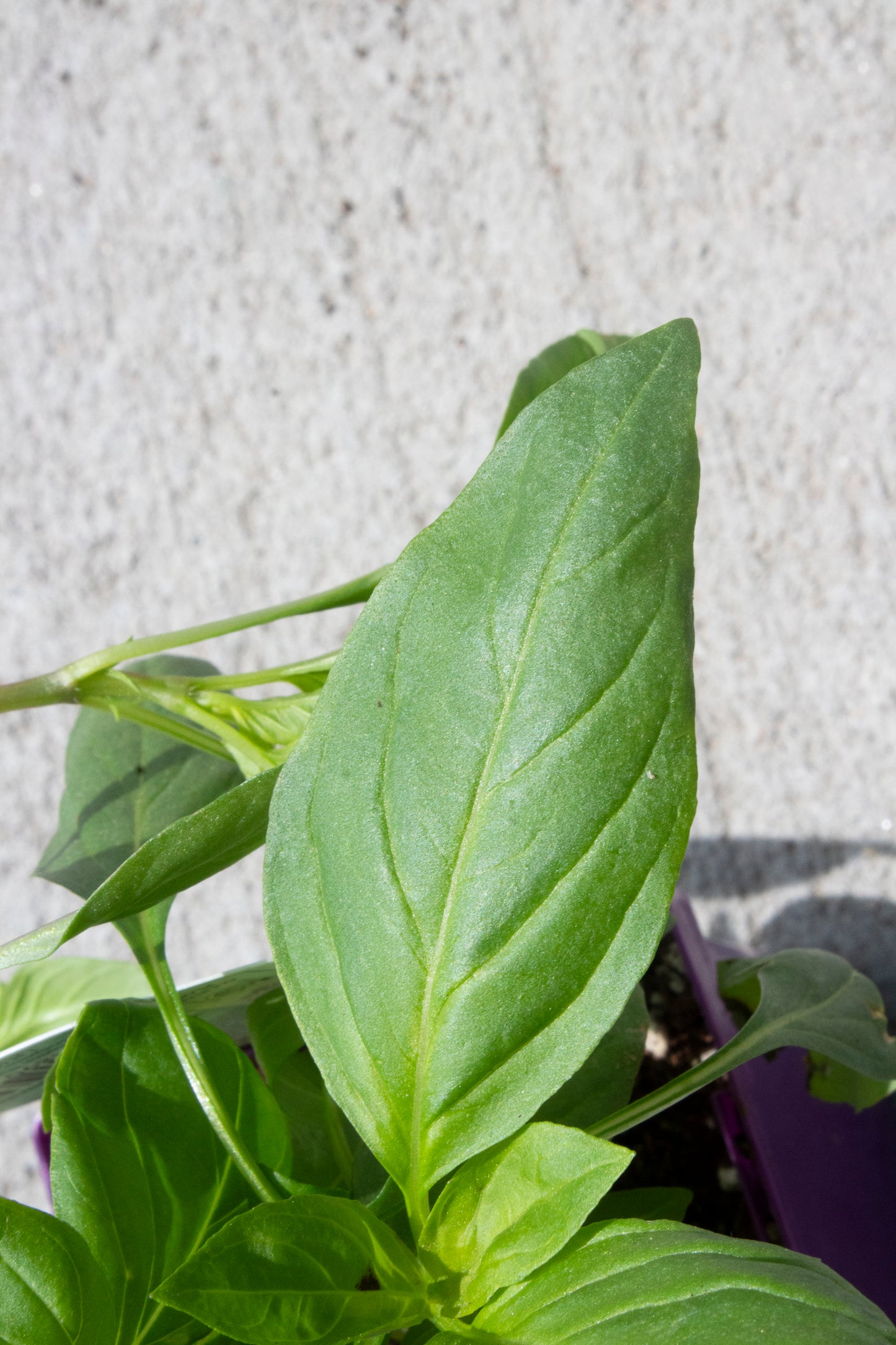 Thai Basil
