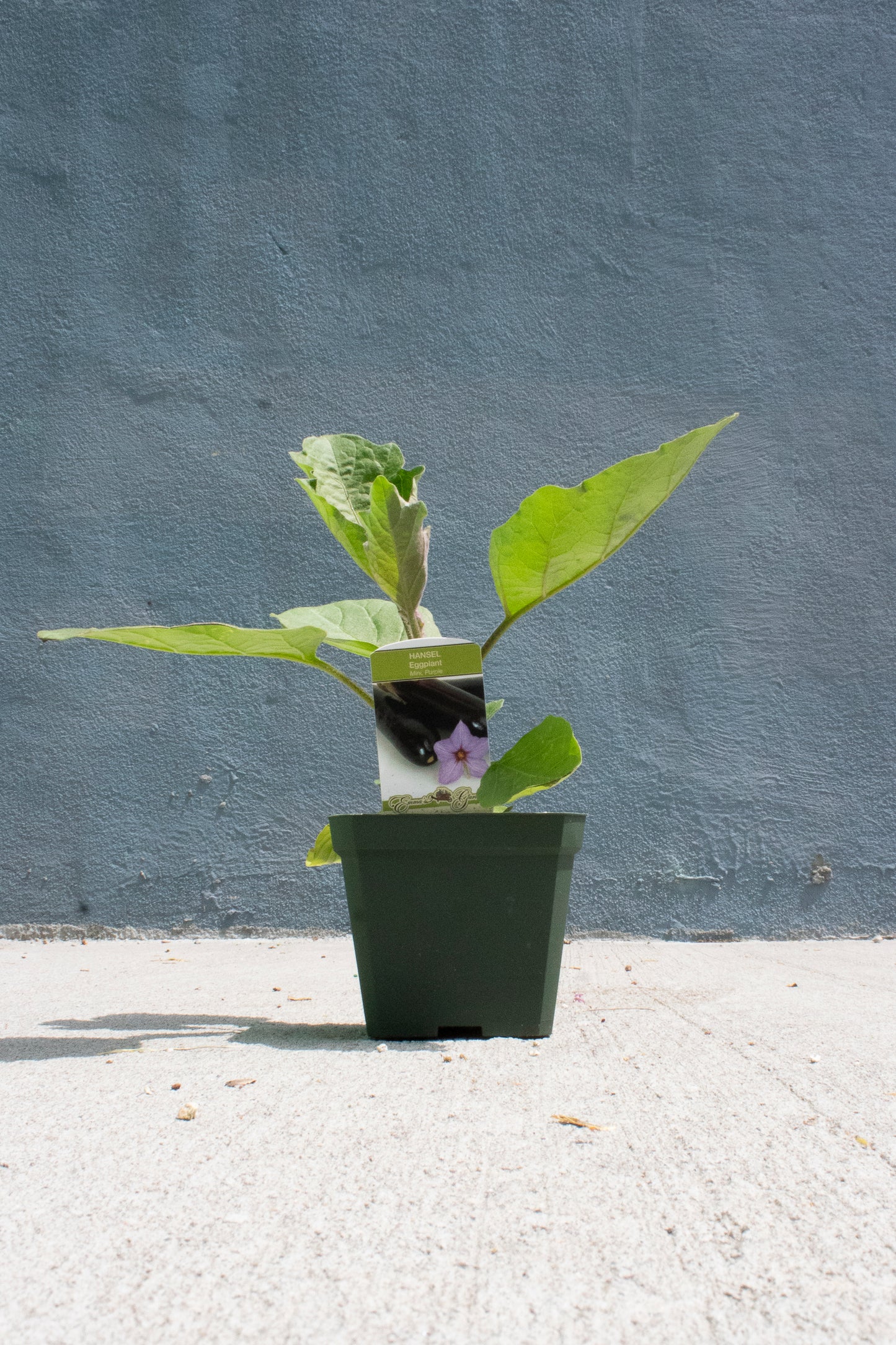 Eggplant