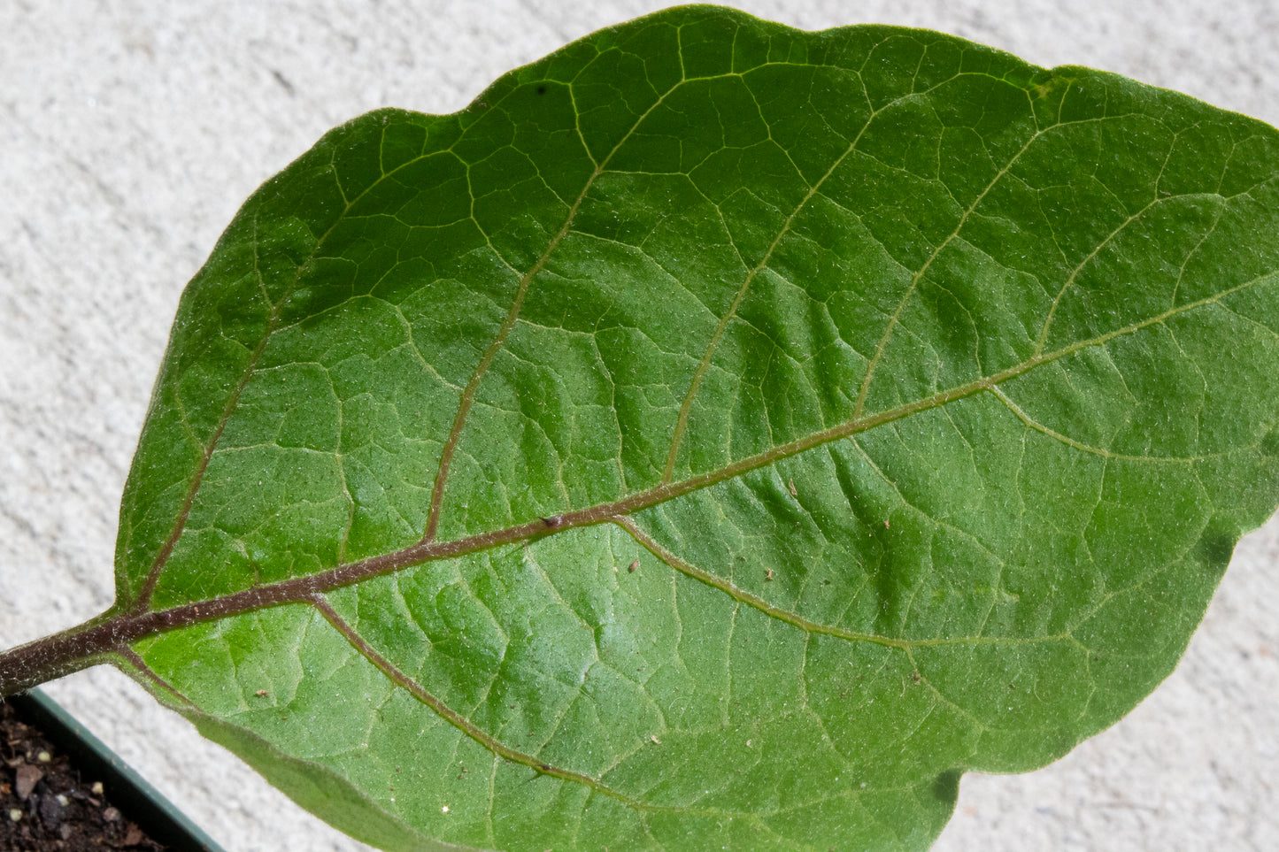 Eggplant